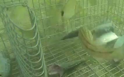 成人捕鱼笼视频大全,成人捕鱼笼视频大全解析