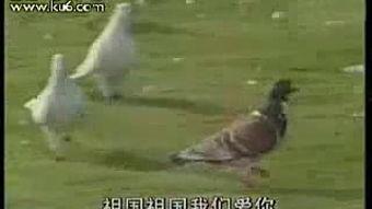 祖国我爱你成人歌曲视频,深情演绎爱国情怀的视听盛宴