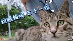 狸猫变成人类视频下载,揭秘神秘视频背后的奇幻之旅