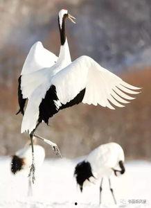 成人舞蹈丹顶鹤教学视频,成人舞蹈教学视频精华解析